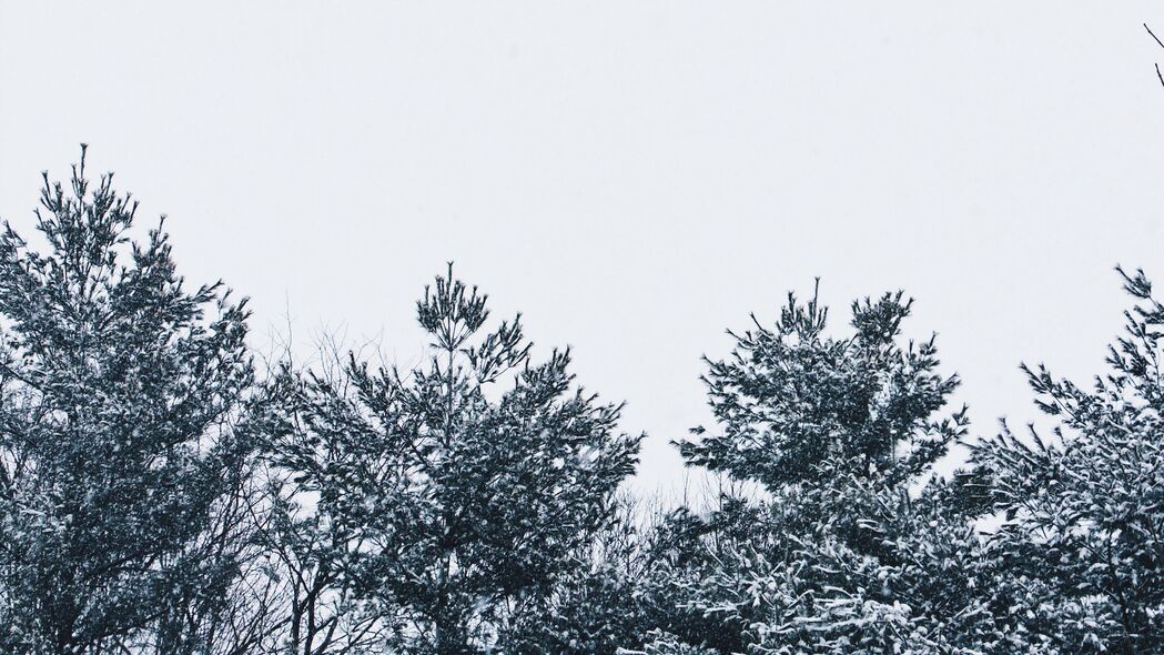 雪树映天空，绝美白色4K壁纸，3840x2160高清风景图片下载