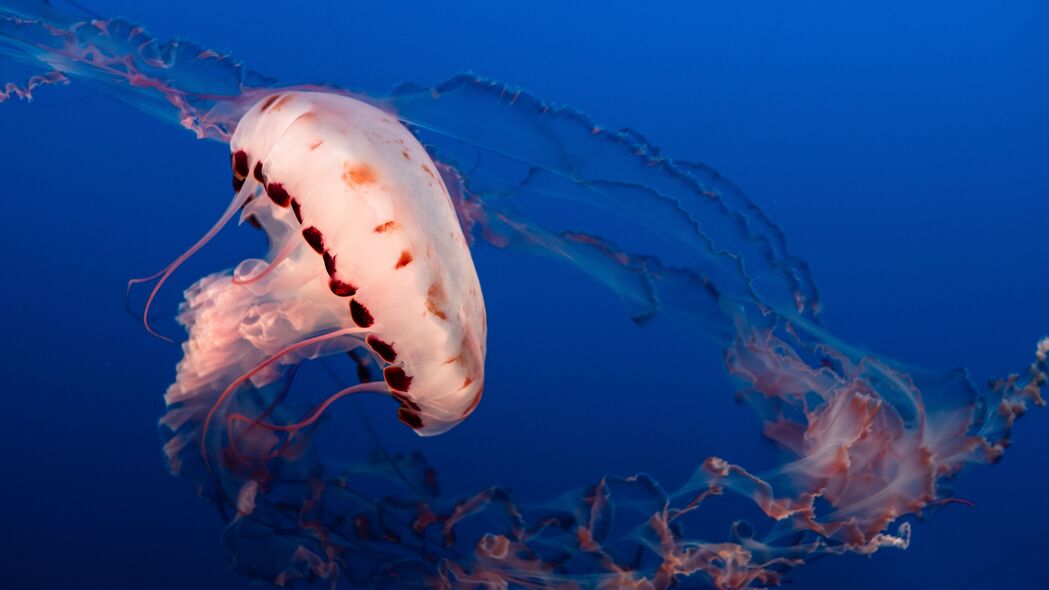 水母触手奇观，探索海底世界，高清4K壁纸，水族馆必备之选