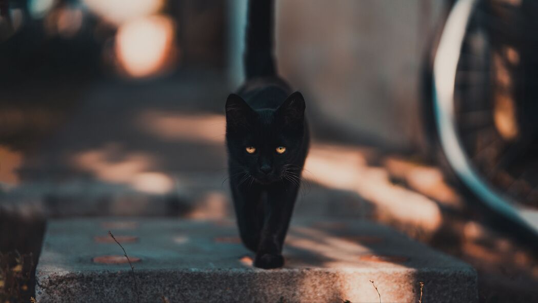猫步轻盈，黑色小猫行走4K壁纸，3840x2160高清动物图片免费下载