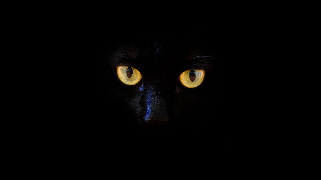 猫之魅，深色眼睛黑猫4K超清壁纸，3840x2160高清背景图片下载