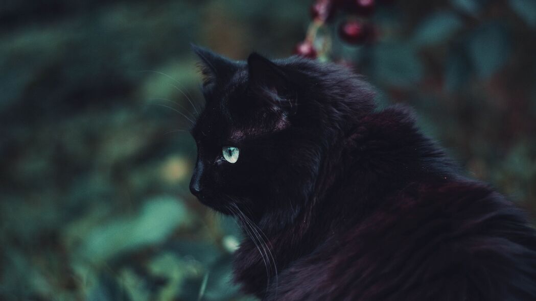 黑猫萌态，毛茸茸的视觉盛宴，4K高清壁纸，3840x2160动物美图一键下载