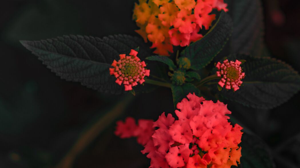 马与橙色花，绚丽灌木伞形花序，高清4K壁纸下载（3840x2160）