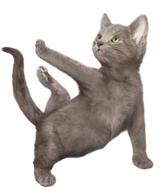 做瑜伽的猫PNG透明图片，高清动植物元素动物设计素材下载