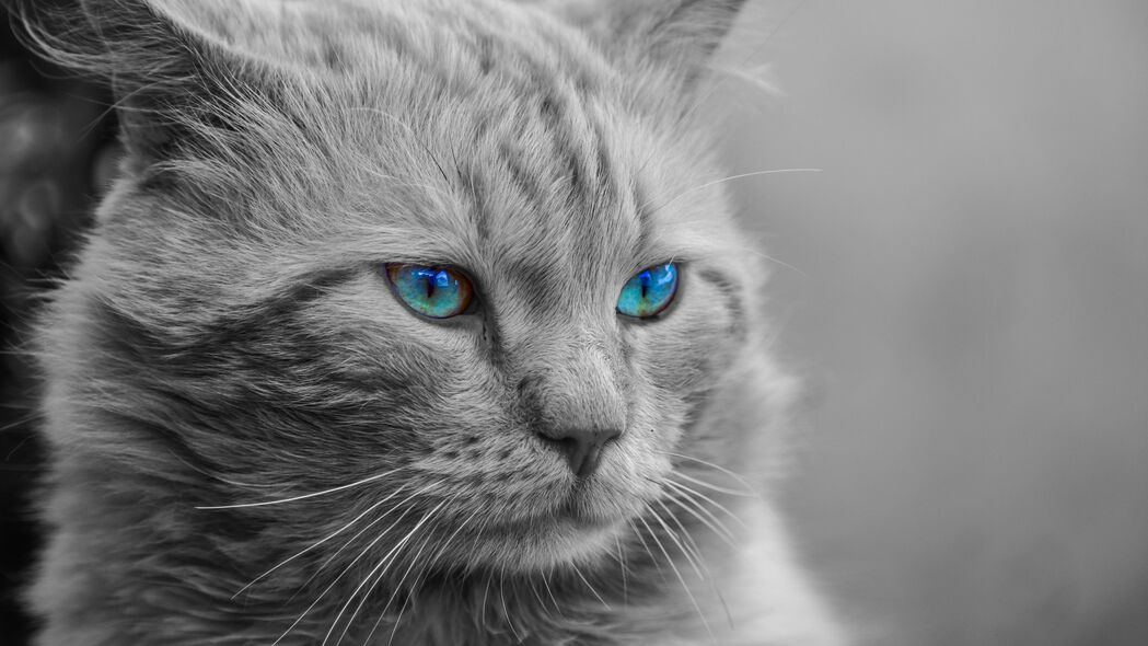蓝眼萌猫枪口瞬间，蓬松黑白4K极致壁纸，3840x2160高清下载