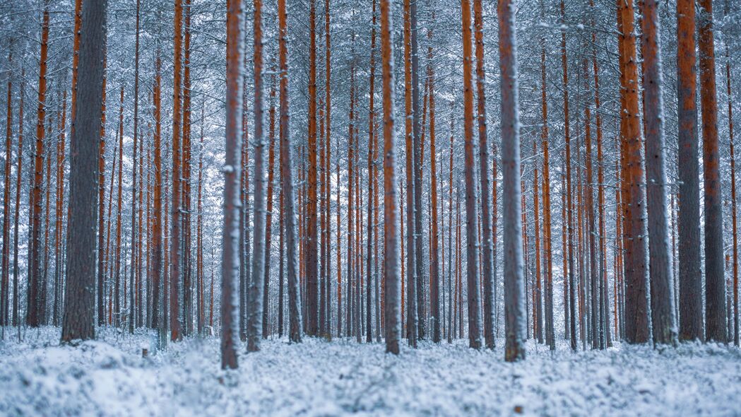 森林雪景极简主义4K壁纸，高清树木冬天背景图片3840x2160下载