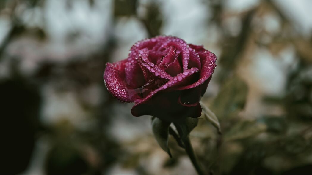 玫瑰绽放，水滴滋润，芽尖含露，模糊艺术感，4K高清壁纸3840x2160免费下载