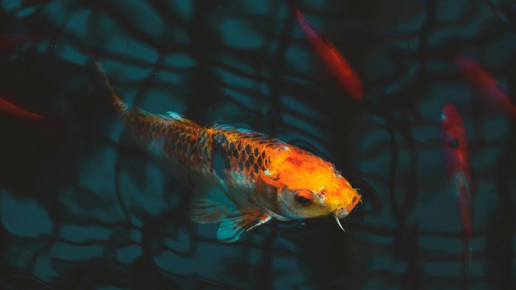 鱼之魅，锦鲤绽放水族馆之美，4K高清壁纸3840x2160畅享下载