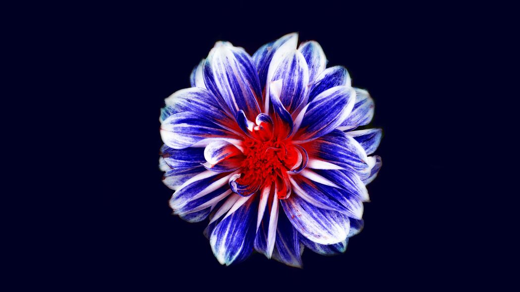 花朵绽放之美，紫红双色花蕾花瓣4K超清壁纸，3840x2160高清背景图片下载
