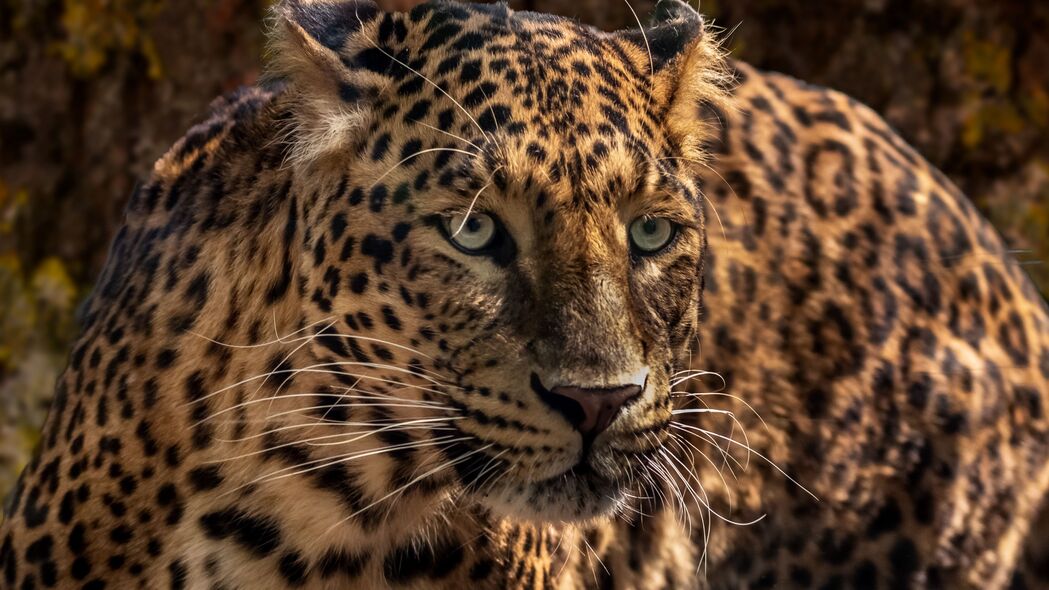 美洲虎捕食瞬间，野生大猫特写，高清4K壁纸3840x2160，动物图片下载