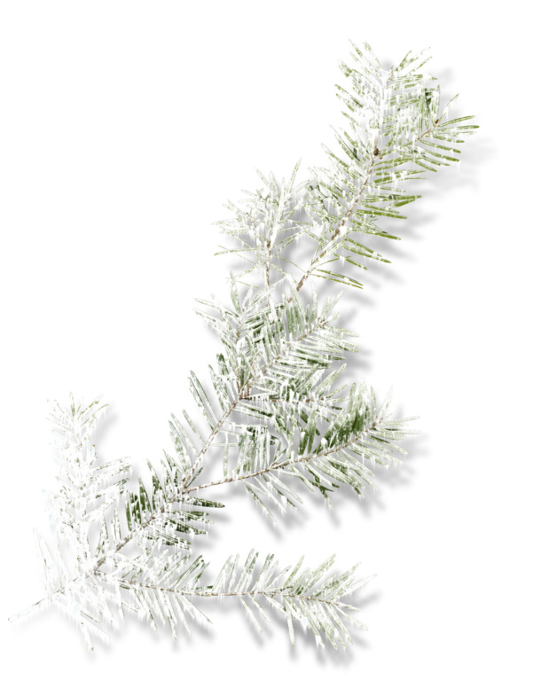 雪松树枝高清PNG透明图片，植物装饰元素设计素材下载