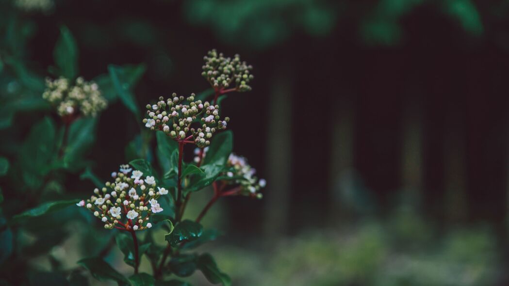 花与绿色植物之美，模糊芽尖的4K宏观壁纸，3840x2160高清下载