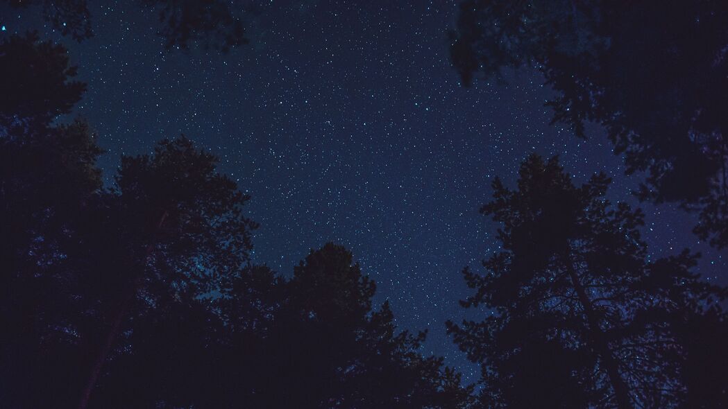 星空仰视，夜晚树木顶部的璀璨星辰，4K高清壁纸下载（3840x2160）