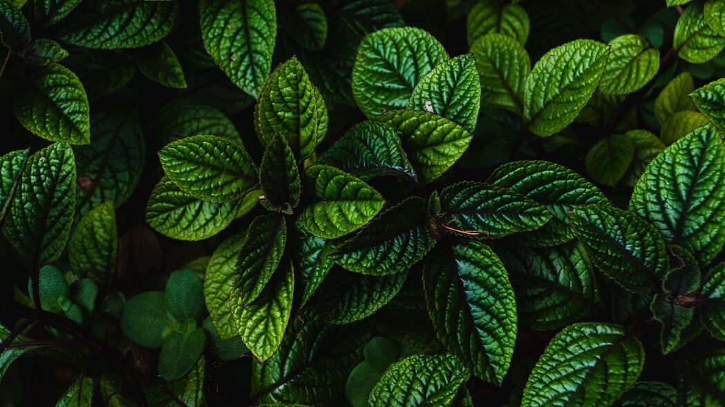 树叶灌木雕刻，深绿植物4K高清壁纸，3840x2160超清下载