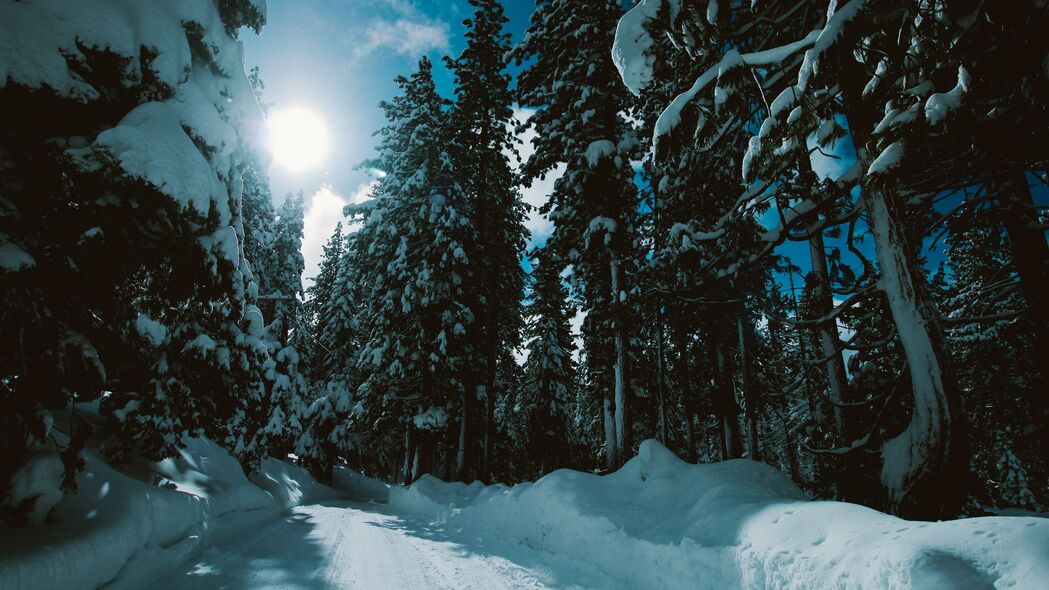 冬季森林雪景4K高清壁纸，树木披霜，阳光洒路，3840x2160超清下载