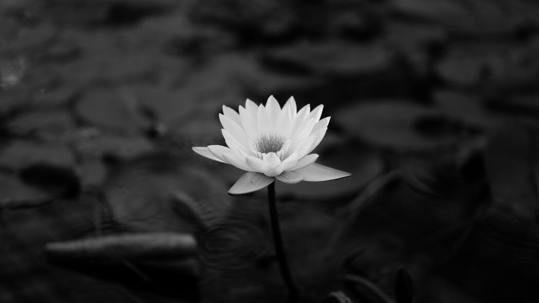 高清4K壁纸，黑白莲花睡莲与树叶，绝美3840x2160分辨率，免费下载