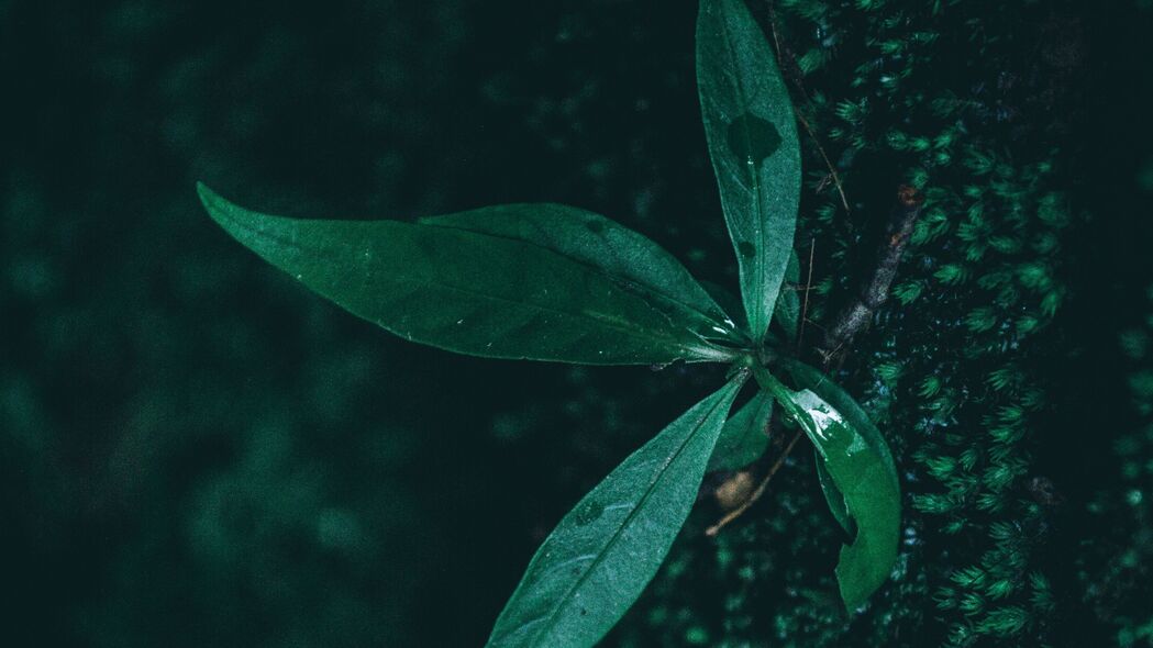 叶子与水滴，绿色植物的宏观之美，4K高清壁纸3840x2160下载