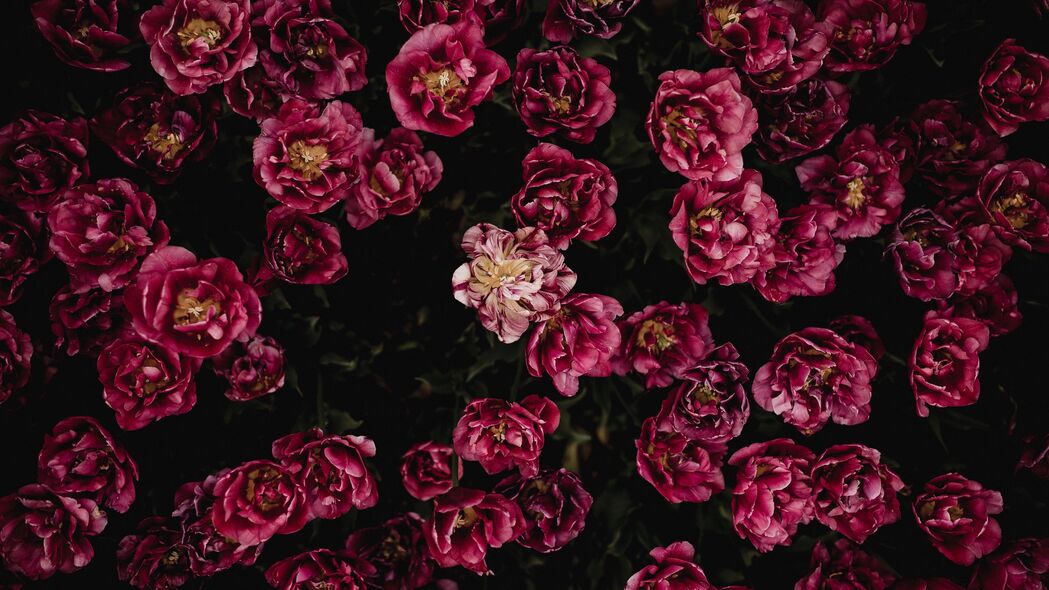 郁金香盛放花坛，绝美花蕾与花瓣，4K高清壁纸3840x2160下载