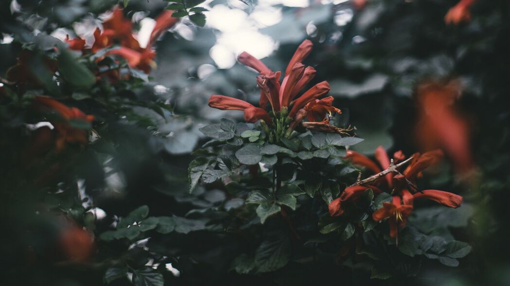 枝花眩光散焦4K壁纸，高清3840x2160植物背景图片下载