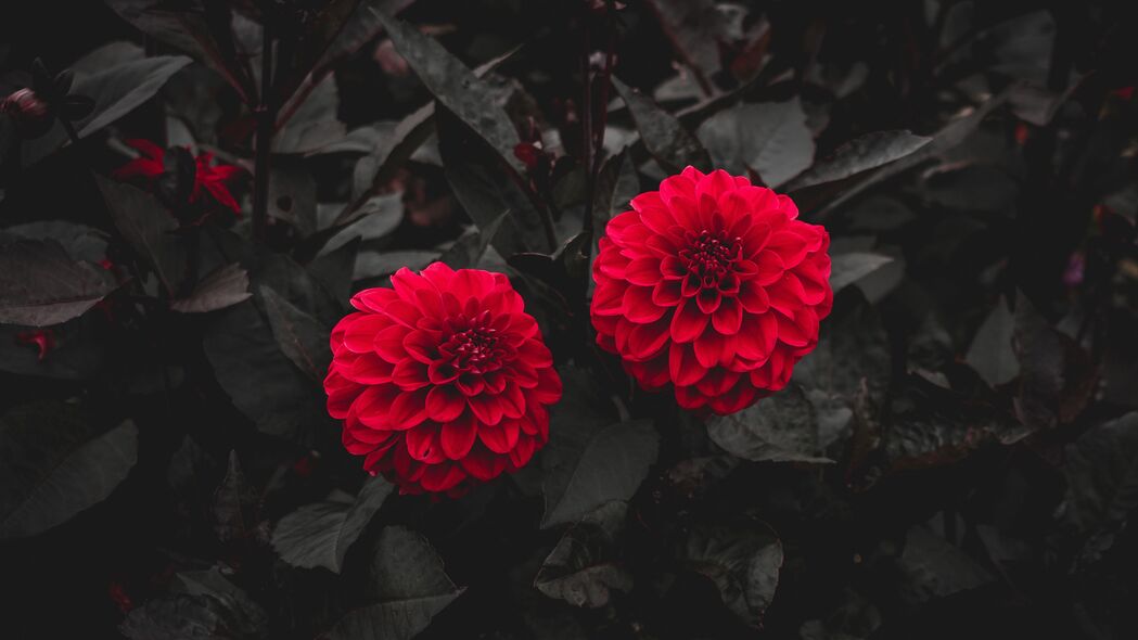 大丽花红色灌木芽叶开花美景，精选4K高清壁纸（3840x2160）免费下载