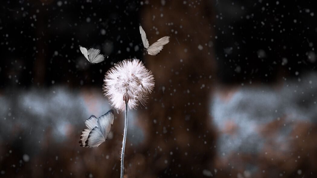 蒲公英蝴蝶Photoshop模糊效果，花与昆虫共舞，绝美4K壁纸3840x2160高清下载