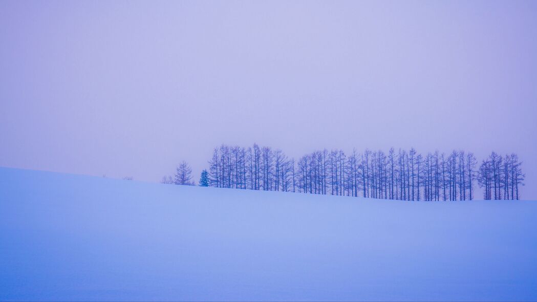 树影映雪，冬日地平线的极简4K壁纸（3840x2160高清下载）