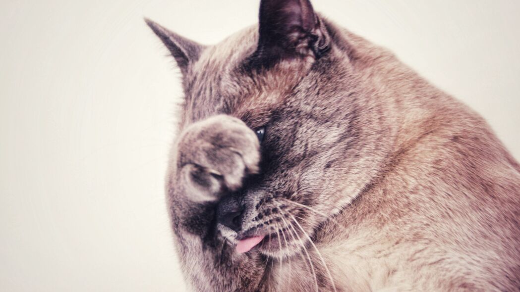 猫咪趣态，突出舌头萌翻全场！精选4K高清壁纸，3840x2160分辨率，隐藏版趣味动物图片等你下载！