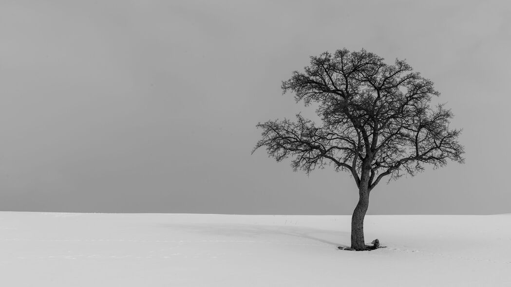 极简黑白孤独树影，4K超清壁纸下载，3840x2160高清背景图