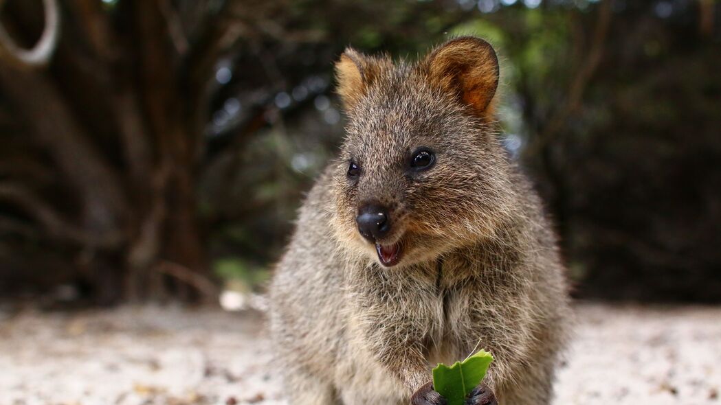 Quokka可爱瞬间，高清4K食物壁纸，精选可爱动物3840x2160壁纸免费下载