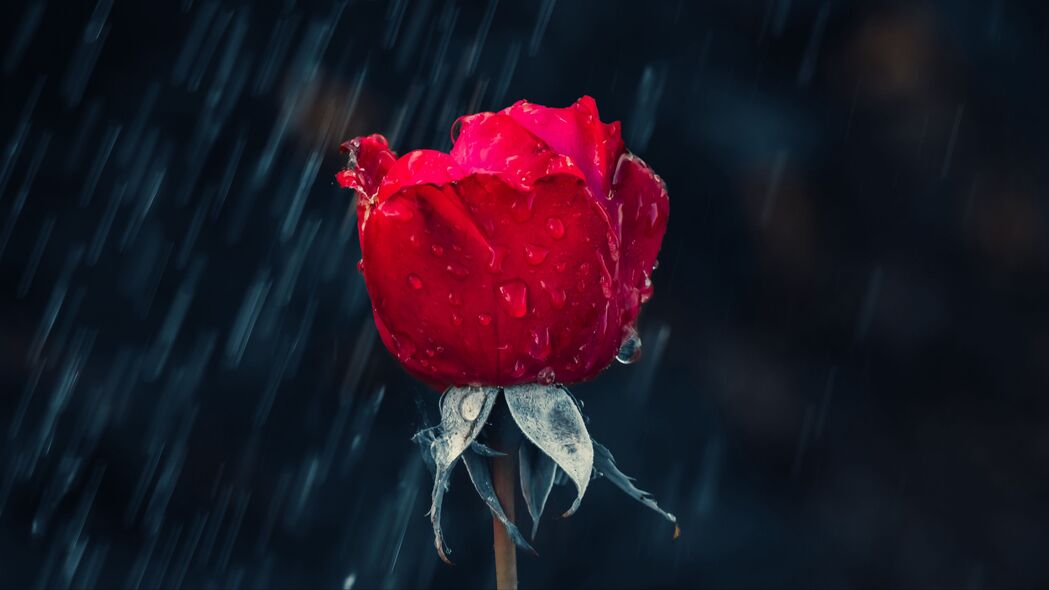 玫瑰红芽滴雨防潮，惊艳4K壁纸，3840x2160超高清背景图片下载