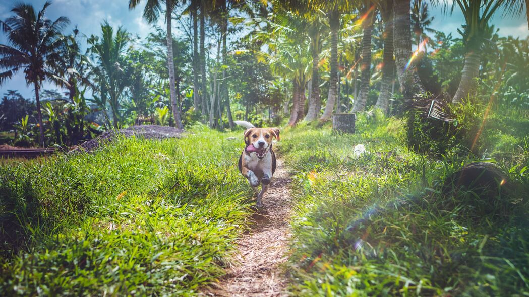 比格犬奔跑瞬间，草地路径上的速度与激情，4K高清壁纸下载（3840x2160）