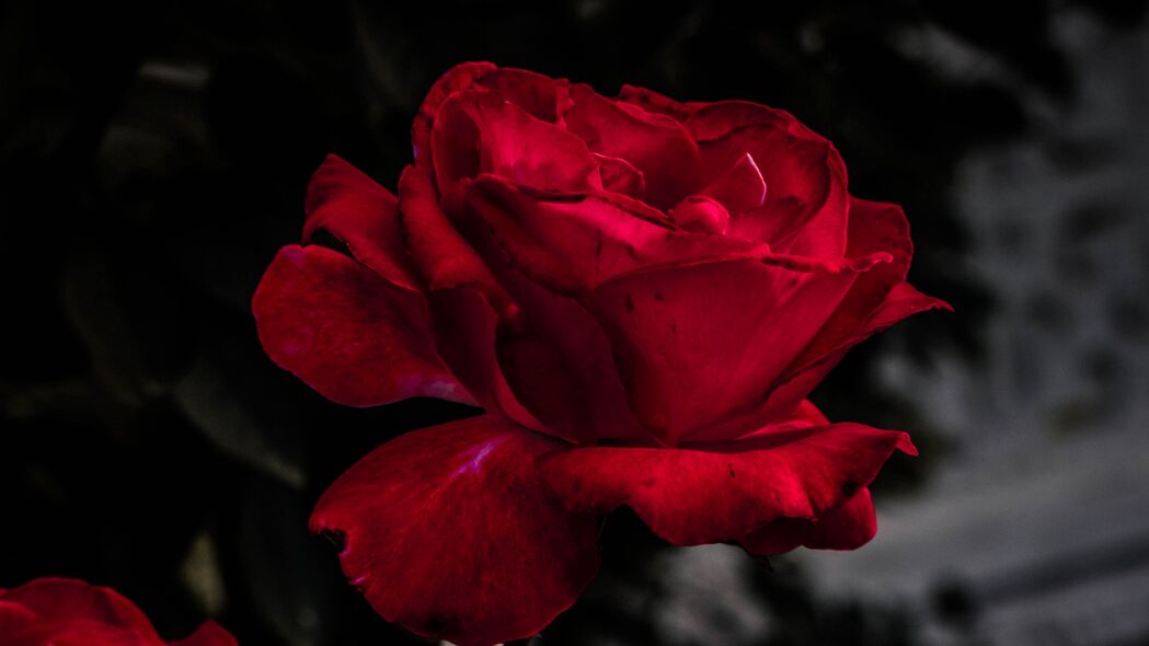 玫瑰盛放，红色嫩芽开花瞬间，高清4K花园壁纸3840x2160免费下载