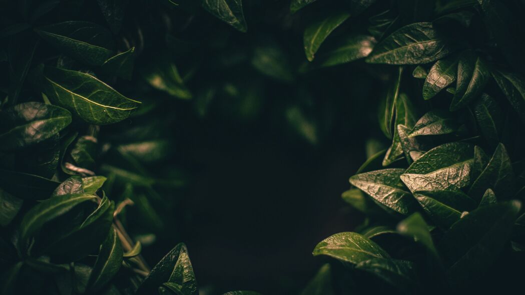 树叶深绿模糊特写，高清4K植物风景壁纸，3840x2160分辨率下载