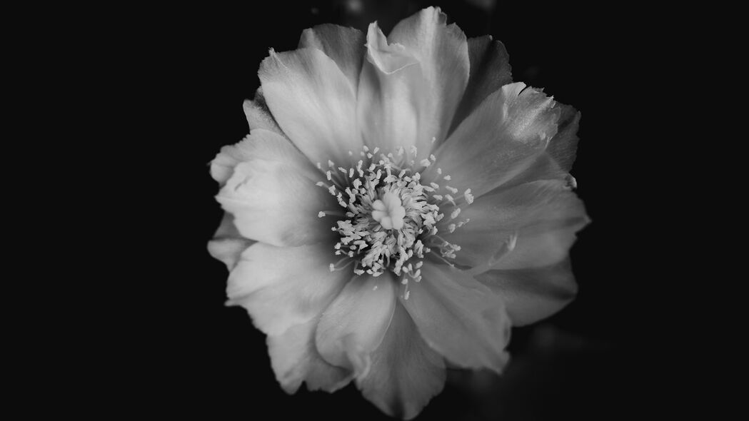 4K高清壁纸，黑白花卉绽放，精致芽瓣细节，3840x2160分辨率下载