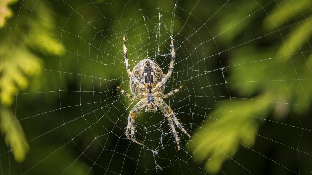 Araneus Diadematus 欧洲花园蜘蛛，绝美4K高清壁纸（3840x2160）免费下载