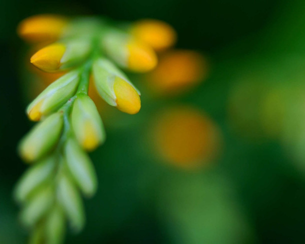 绿叶、花朵、植物、树，高清PNG透明背景图片素材，摄影风景元素，设计必备下载