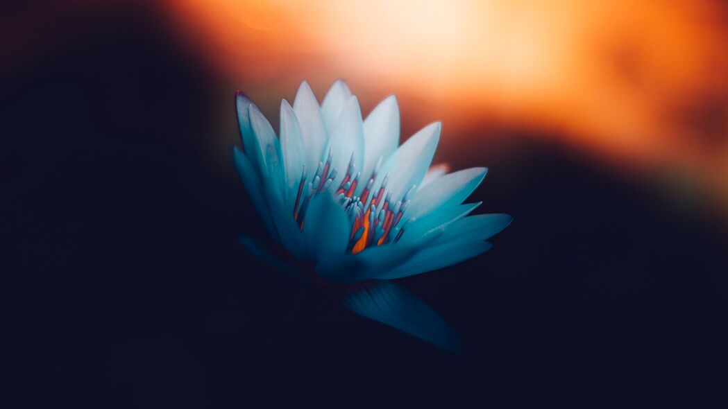 浅色莲花绽放高清4K壁纸，精美花瓣细节，3840x2160超高清下载