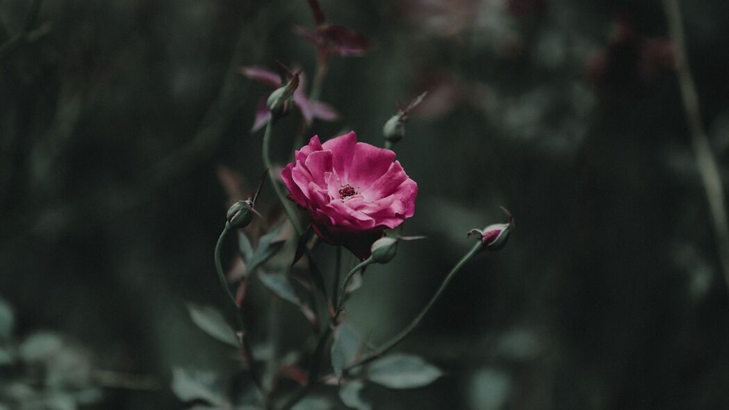 玫瑰绽放之美，粉红色芽茎细节，超高清4K壁纸3840x2160下载