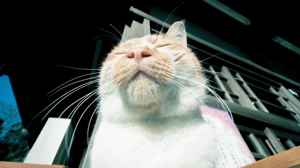 猫趣时光，枪口下的快乐与休息，精选4K高清壁纸3840x2160下载