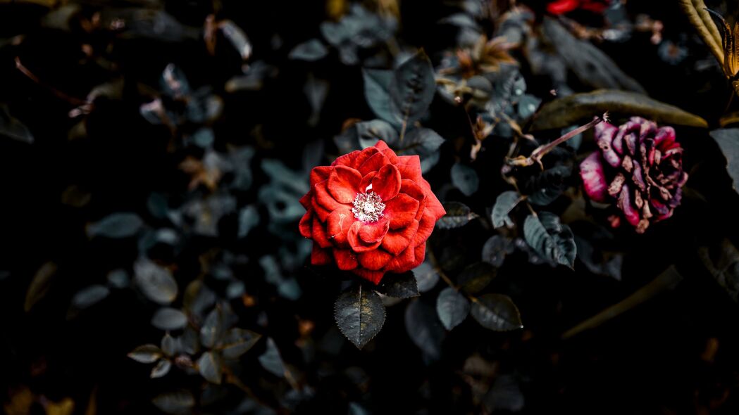 玫瑰红芽灌木花园，绝美4K高清壁纸，3840x2160分辨率，一键下载！
