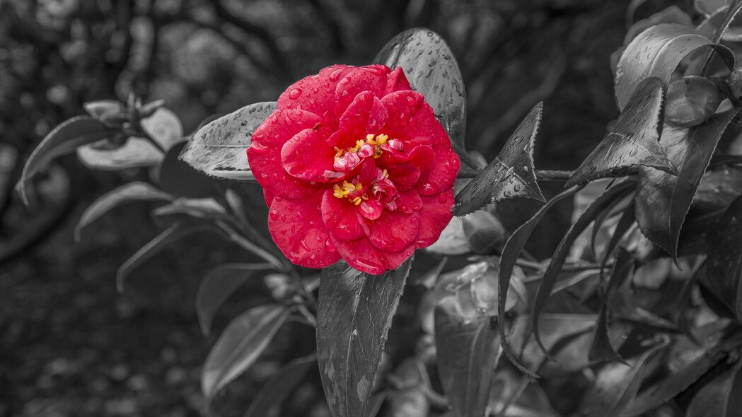 茶花露水绽放瞬间，精美4K高清壁纸，3840x2160分辨率，Photoshop精选背景图片下载
