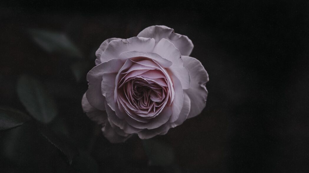 玫瑰嫩芽粉红模糊，花园美景尽在眼前，高清4K壁纸，3840x2160分辨率，畅享视觉盛宴！