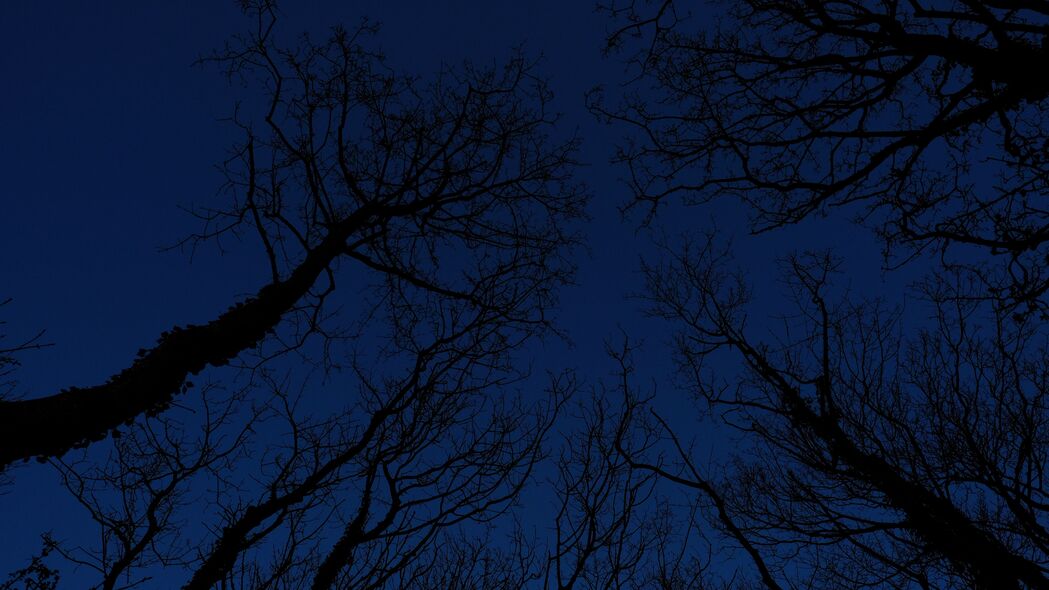 高清4K夜间天空，树枝交织，唯美风景壁纸3840x2160免费下载