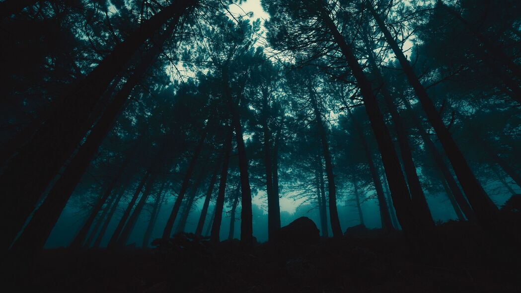 森林雾境，夜幕下的神秘之树，4K高清壁纸，3840x2160超清下载