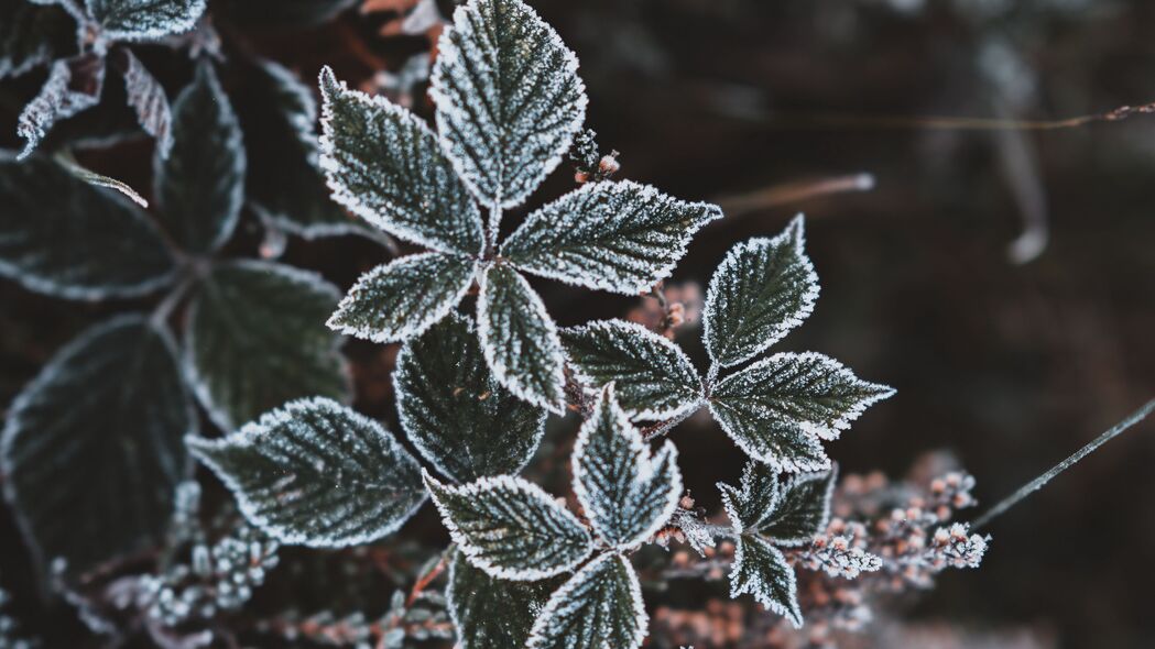 树叶凝霜映雪秋，雕刻时光4K壁纸，3840x2160高清下载