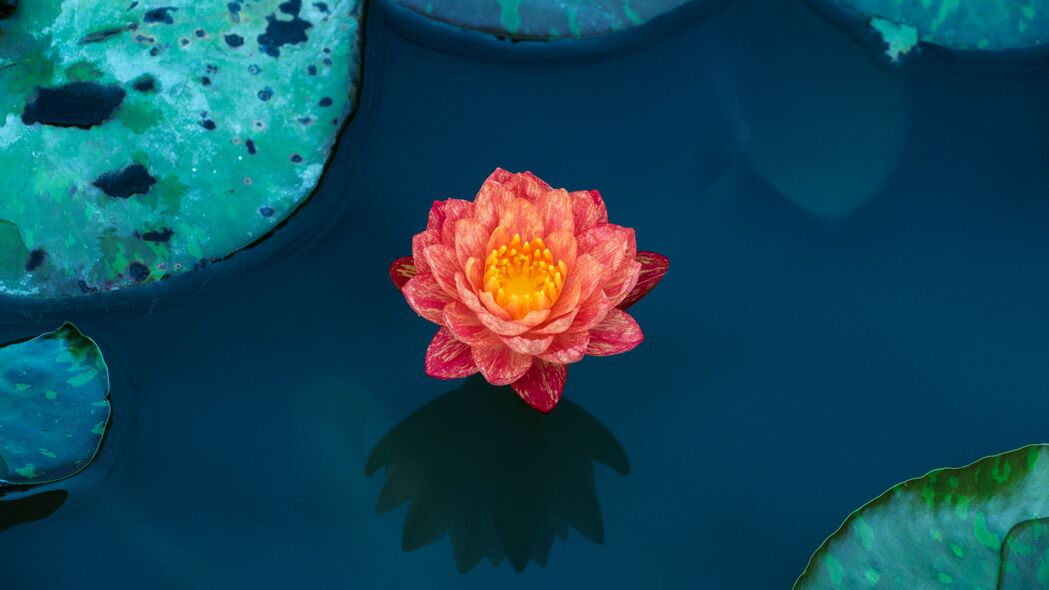 莲花睡莲之美，水舞花瓣，树叶轻扬，4K高清壁纸，3840x2160极致体验，免费下载！