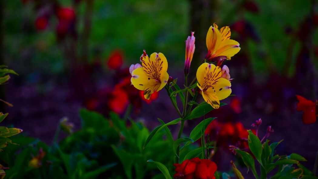 Alstroemeria花坛盛放美景，精选4K高清壁纸，3840x2160分辨率，畅享视觉盛宴！