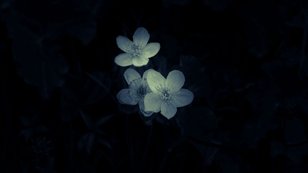 超高清4K花朵微距壁纸，白色纯净与深色魅力，3840x2160分辨率，精美背景图片免费下载