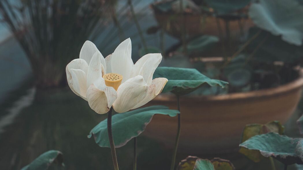莲花绽放，纯净白瓣4K高清壁纸，3840x2160精美背景图片下载