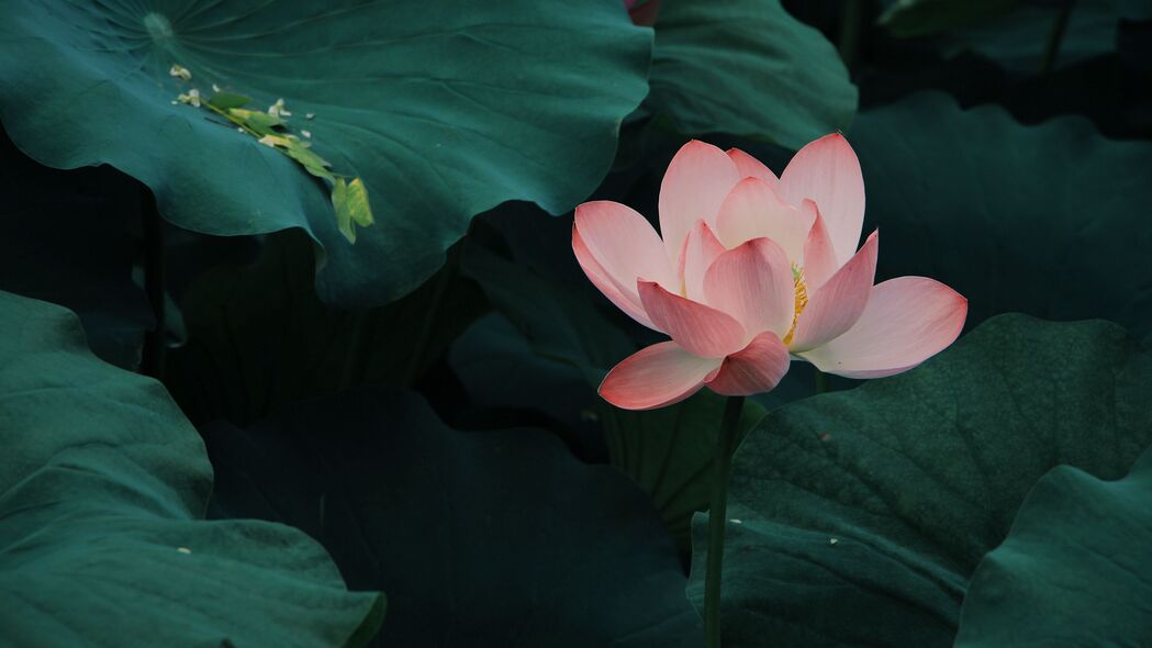 莲花之美，粉红色花朵与树叶交织，高清4K壁纸（3840x2160）免费下载