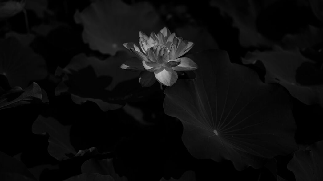 高清4K壁纸，黑白莲花绽放，花叶相映，3840x2160分辨率，精美背景图片下载